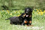 BEAUCERON - ADULTS and PUPPIES 049